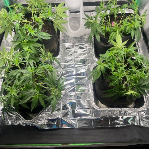 Wedding cake #1 (pheno hunt) growlog timeline photo