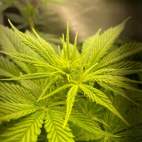 Amnesia Haze Fem growlog timeline photo