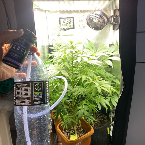 Amnesia Haze Fem growlog photo: Primeira Rega com o Sauce !