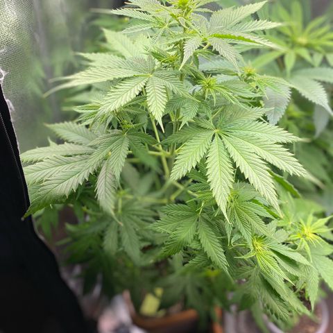 Amnesia Haze Fem growlog timeline photo