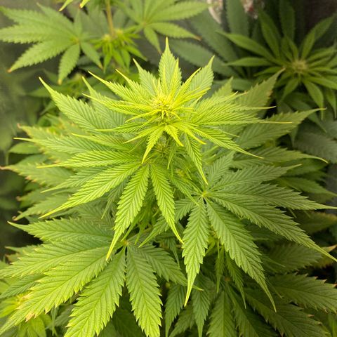 Amnesia Haze Fem growlog timeline photo