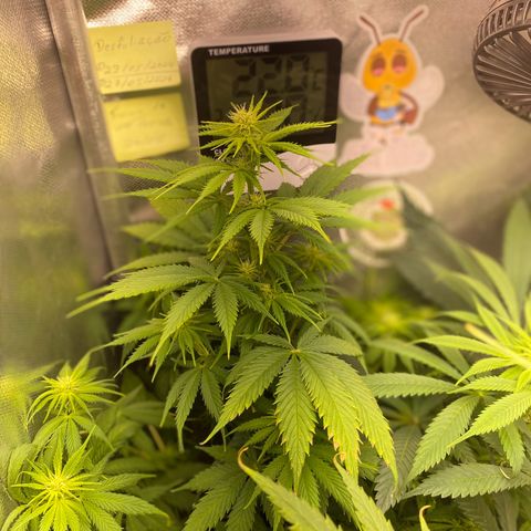 Amnesia Haze Fem growlog timeline photo