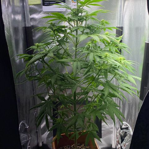 Amnesia Haze Fem growlog photo: Lolipop Leve 