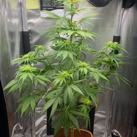 Amnesia Haze Fem growlog photo: Resultado lolipop 