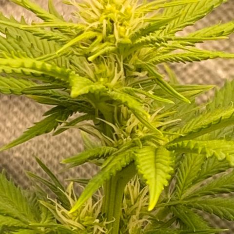 Amnesia Haze Fem growlog timeline photo