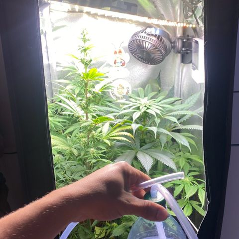 Amnesia Haze Fem growlog photo: Rega 1,5 lts dividido pelas 3 