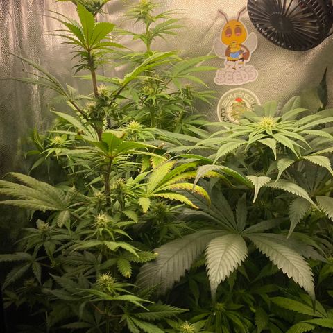 Amnesia Haze Fem growlog photo: Rega 1,5 lts dividido pelas 3 