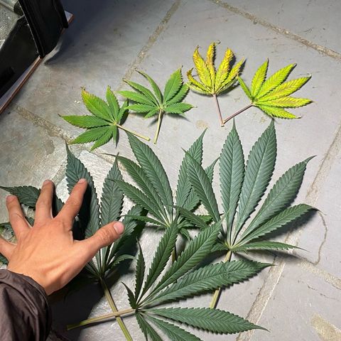 Amnesia Haze Fem growlog photo: Ajuste de altura na Desconhecida , mudança de lugar do ventilador retirada das folhas amareladas e outras pra liberação de Luz 