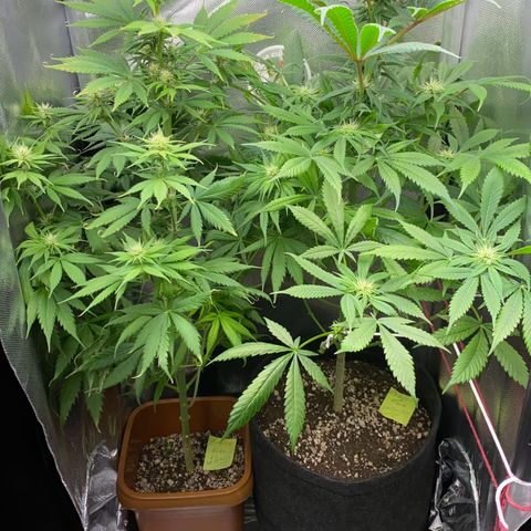Amnesia Haze Fem growlog photo: Ajuste de altura na Desconhecida , mudança de lugar do ventilador retirada das folhas amareladas e outras pra liberação de Luz 