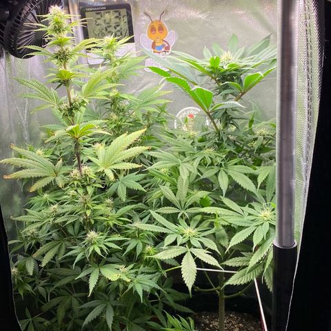Amnesia Haze Fem growlog timeline photo