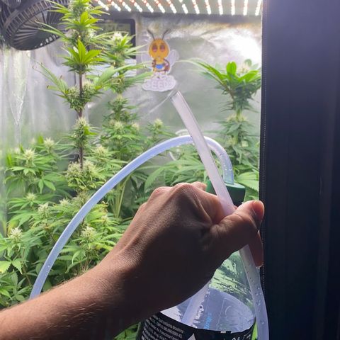Amnesia Haze Fem growlog photo: Desfolhação Leve e pequena dosagem de Nutrientes 🔥✅⚠️
