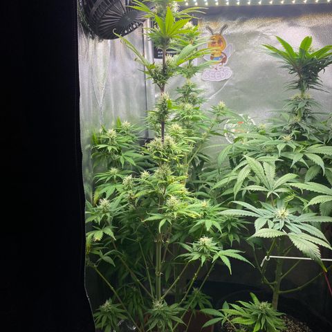 Amnesia Haze Fem growlog photo: Desfolhação Leve e pequena dosagem de Nutrientes 🔥✅⚠️