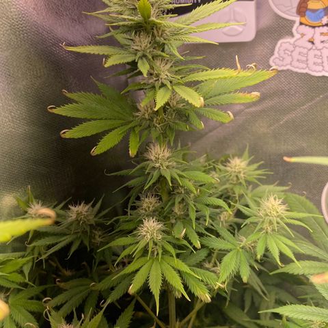 Amnesia Haze Fem growlog timeline photo