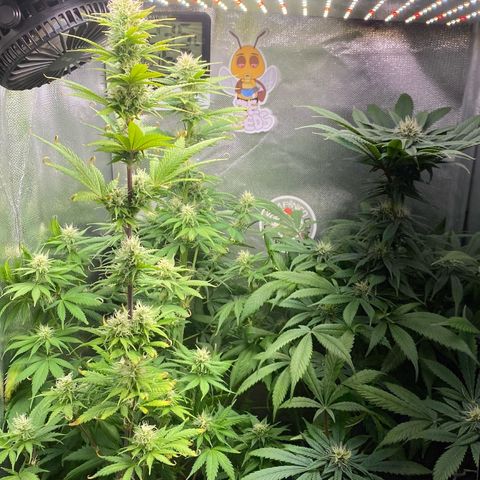 Amnesia Haze Fem growlog photo: Desfolhação Leve e pequena dosagem de Nutrientes 🔥✅⚠️