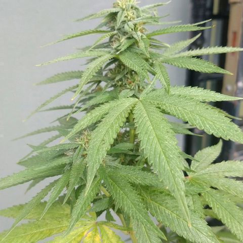Almerinda growlog photo: Se cayeron muchas hojas y problemas con Tripa, langosta