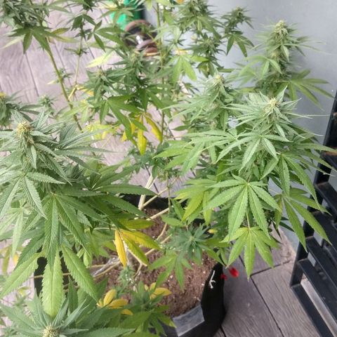 Almerinda growlog photo: Se cayeron muchas hojas y problemas con Tripa, langosta