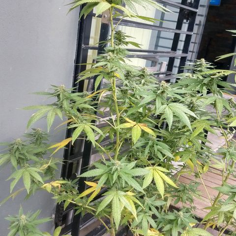 Almerinda growlog photo: Se cayeron muchas hojas y problemas con Tripa, langosta