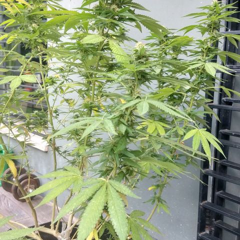 Almerinda growlog photo: Se cayeron muchas hojas y problemas con Tripa, langosta