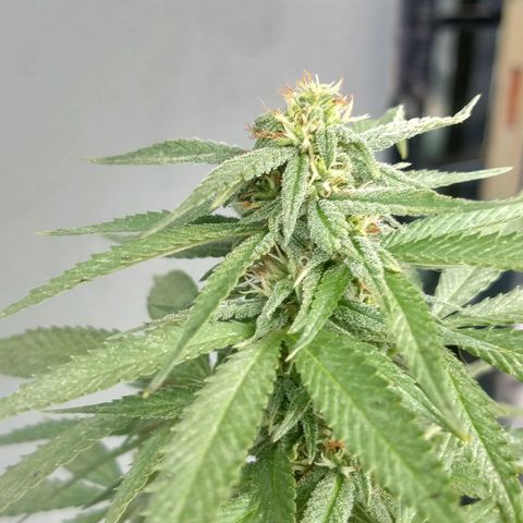 Almerinda growlog photo: Se cayeron muchas hojas y problemas con Tripa, langosta