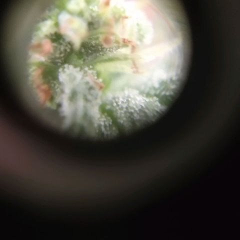 Almerinda growlog photo: Quince días antes de cosechar 