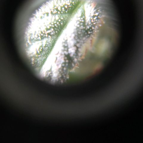 Almerinda growlog photo: Quince días antes de cosechar 