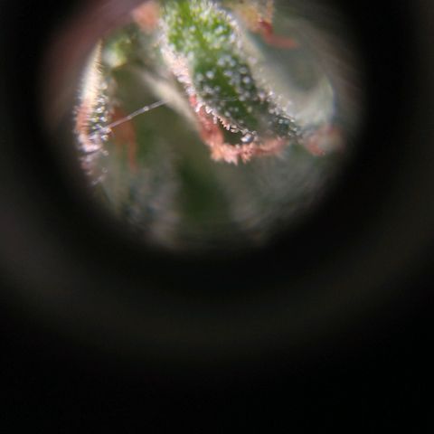 Almerinda growlog photo: Quince días antes de cosechar 