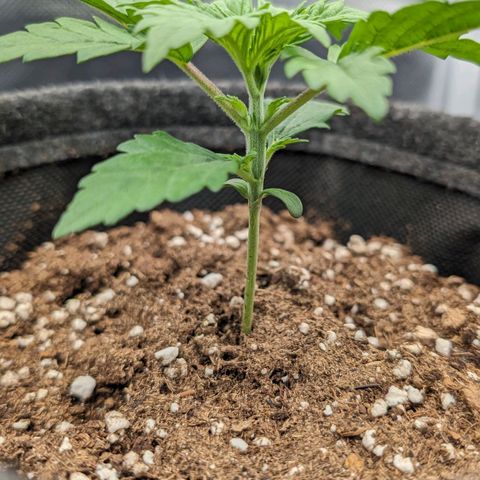 White Widow growlog timeline photo
