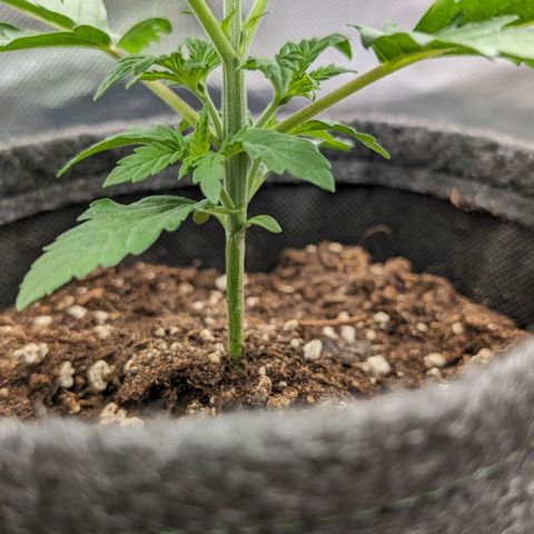 White Widow growlog timeline photo