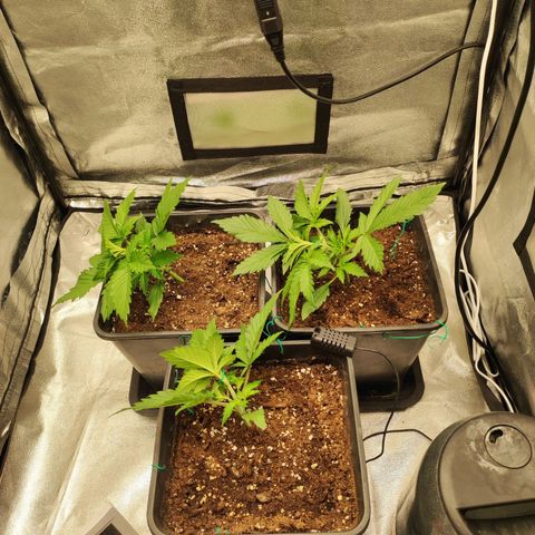 Left growlog timeline photo