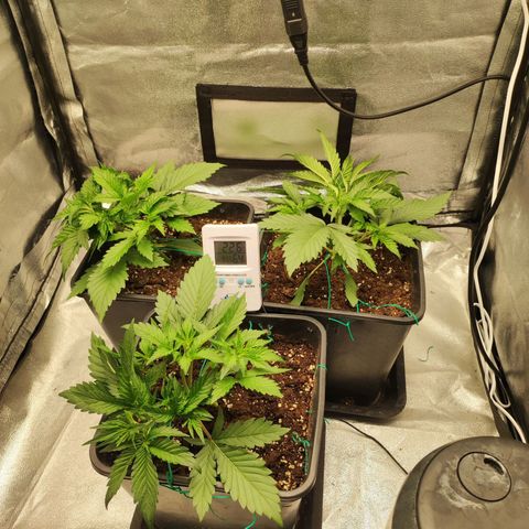 Left growlog timeline photo