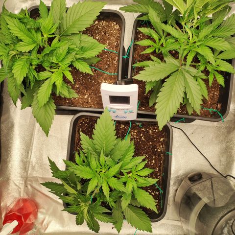 Left growlog timeline photo