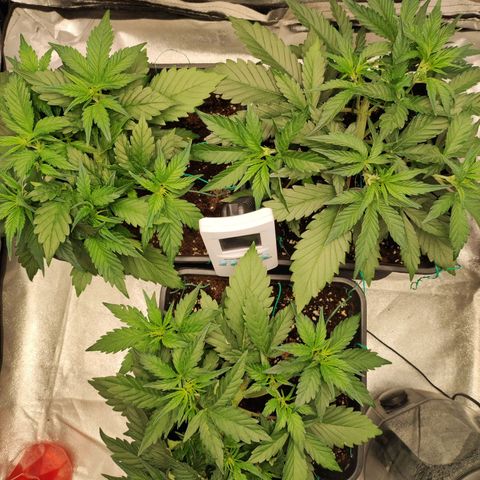 Left growlog timeline photo
