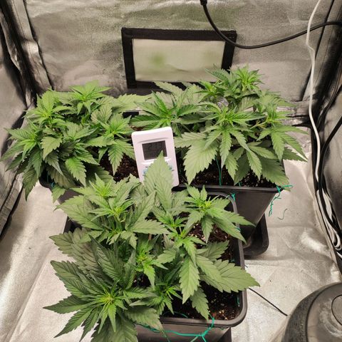 Left growlog timeline photo