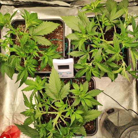 Left growlog timeline photo