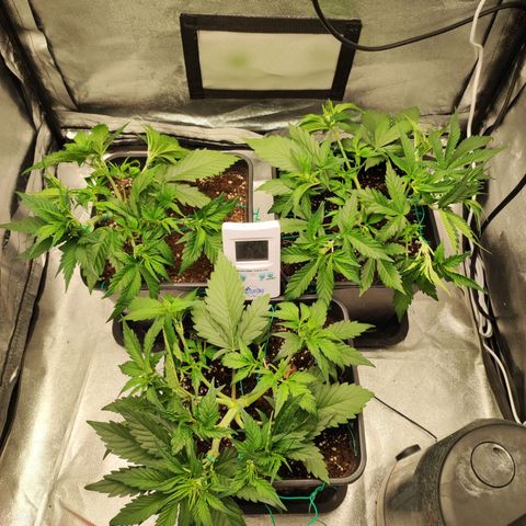 Left growlog timeline photo