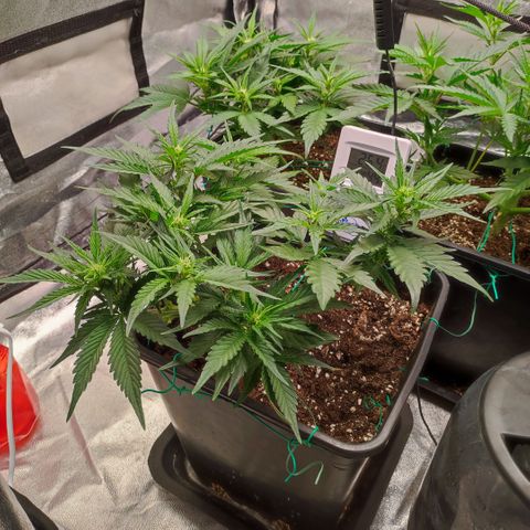 Front growlog timeline photo