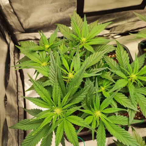 Left growlog timeline photo