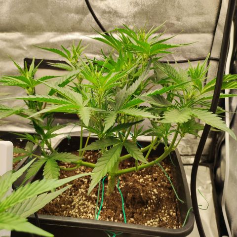 Right growlog timeline photo