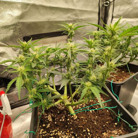 Front growlog timeline photo