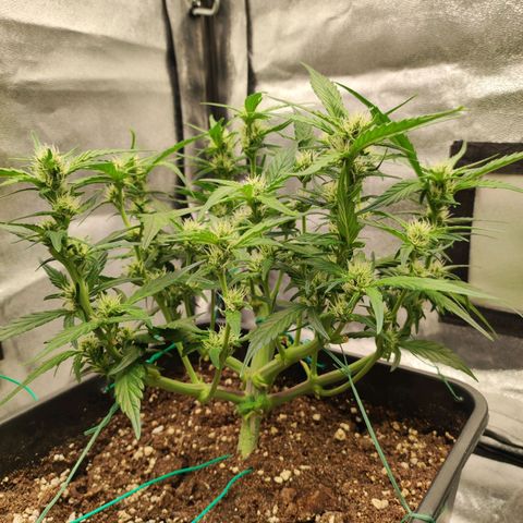 Left growlog timeline photo