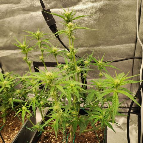 Right growlog timeline photo