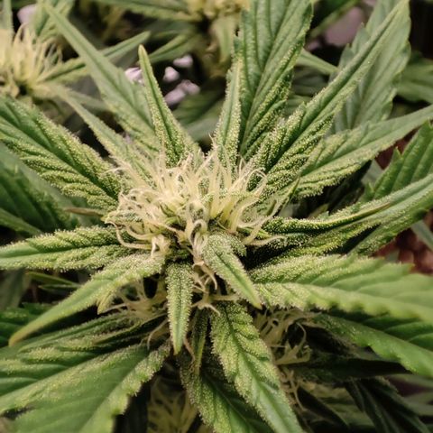 Front growlog timeline photo