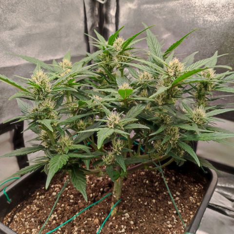Left growlog timeline photo