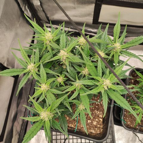 Left growlog timeline photo