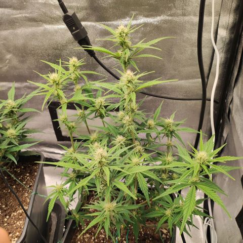 Right growlog timeline photo