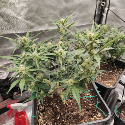 Front growlog timeline photo
