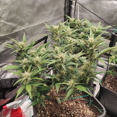 Front growlog timeline photo