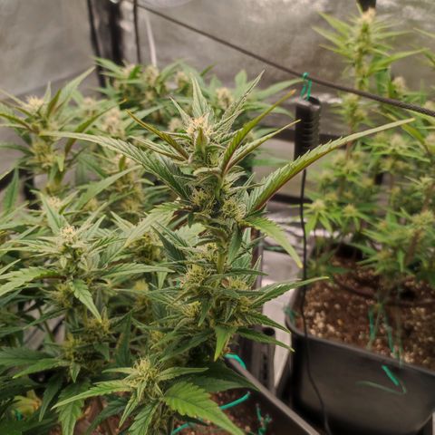 Front growlog timeline photo