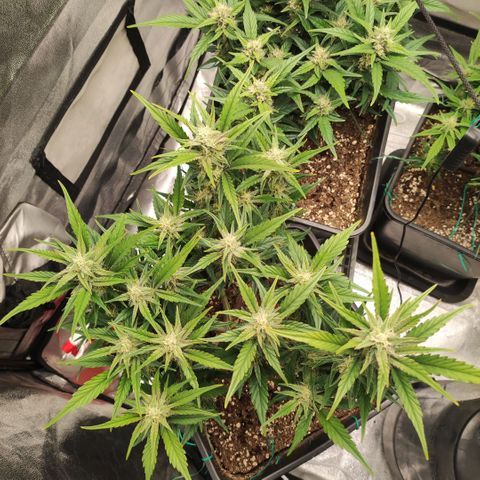 Front growlog timeline photo