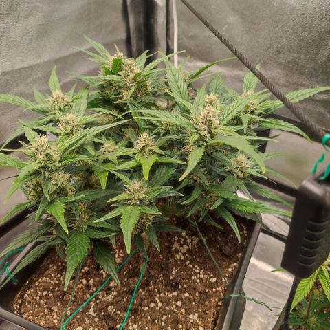 Left growlog timeline photo